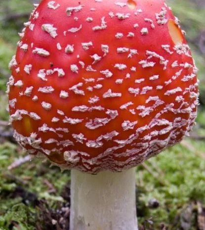 Мухоморы красные и пантерные микродозинг, шляпки, ножки- фото № 1