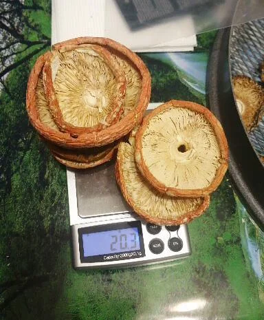 Мухоморы красные и пантерные микродозинг, шляпки, ножки- фото № 4