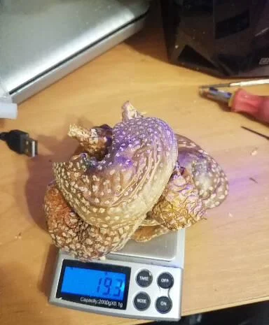 Мухоморы красные и пантерные микродозинг, шляпки, ножки- фото № 5