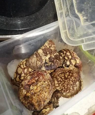 Мухоморы красные и пантерные микродозинг, шляпки, ножки- фото № 8