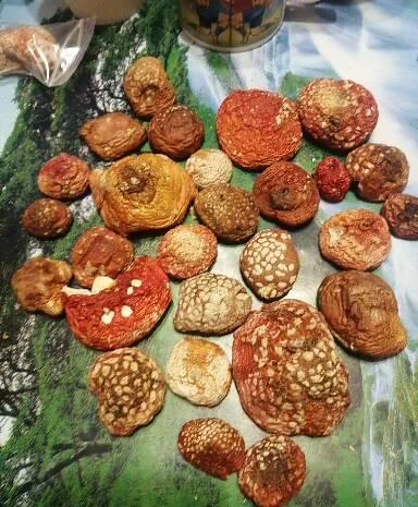 Мухоморы красные и пантерные микродозинг, шляпки, ножки- фото № 11