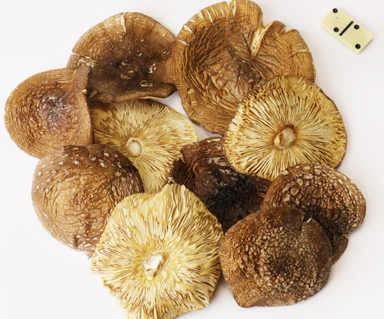 Пантерний мухомор на продаж- фото № 1