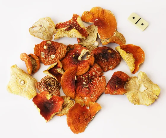 Мухомор червоний для медитації та самопізнання- фото № 1