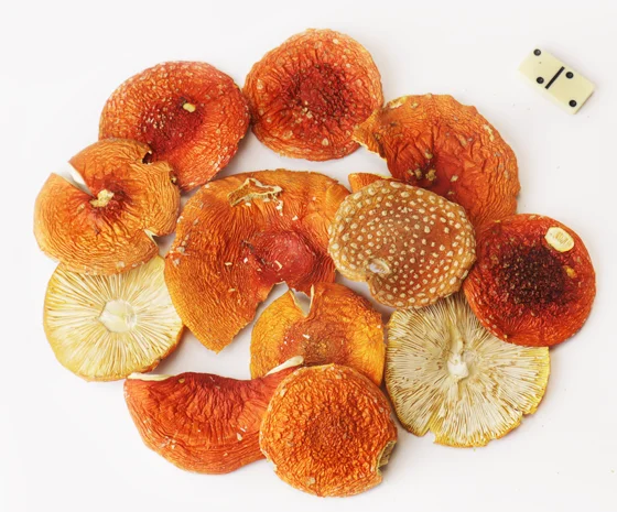 Мухомор червоний для медитації та самопізнання- фото № 2