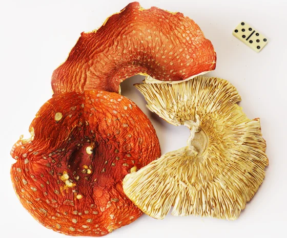 Червоний мухомор для підвищення тонусу- фото № 1