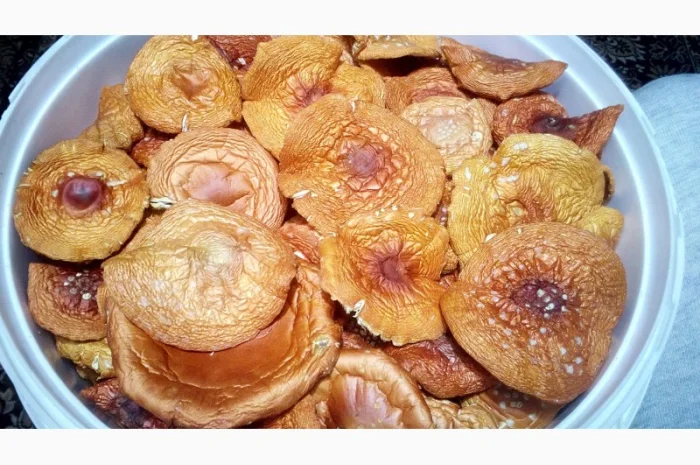 Мухомор червоний сушений. Мухоморы красные- фото № 1