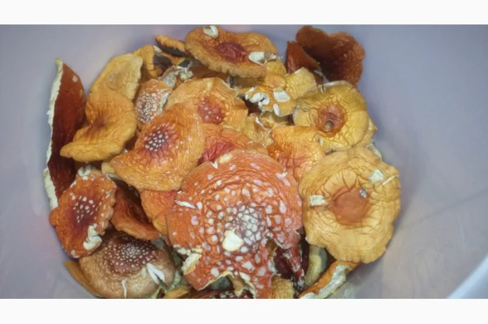 Мухомор червоний сушений. Мухоморы красные- фото № 3