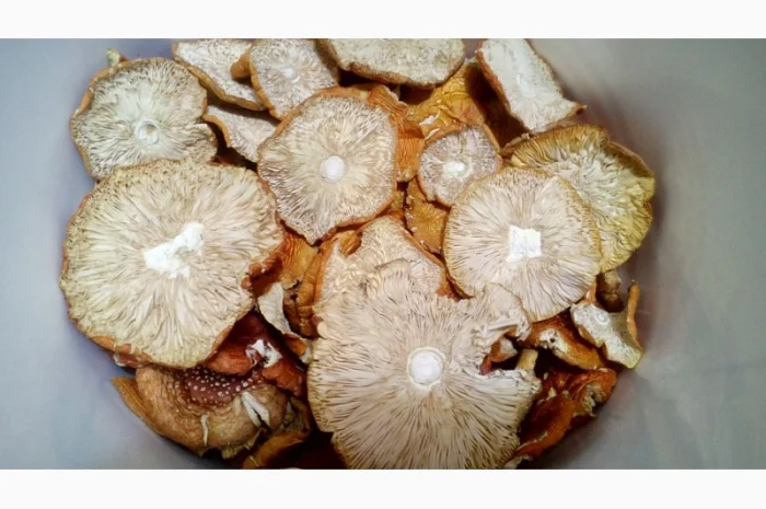 Мухомор червоний сушений. Мухоморы красные- фото № 4