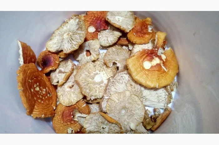 Мухомор червоний сушений. Мухоморы красные- фото № 5