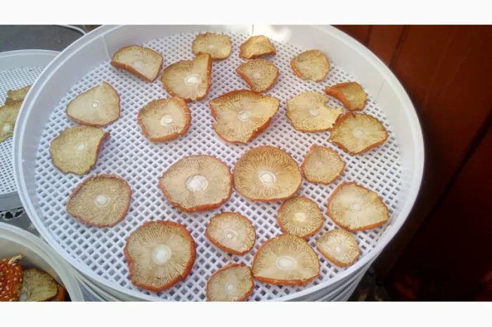 Мухомор червоний сушений. Мухоморы красные- фото № 6