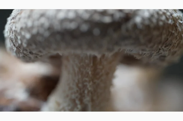 Продаємо Шиїтаке, сушений, від 100 г, український виробник Savvy Foods, цілий / мелений- фото № 2