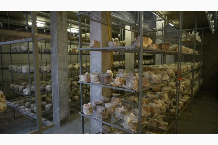 Продаємо Шиїтаке, сушений, від 100 г, український виробник Savvy Foods, цілий / мелений- фото № 3