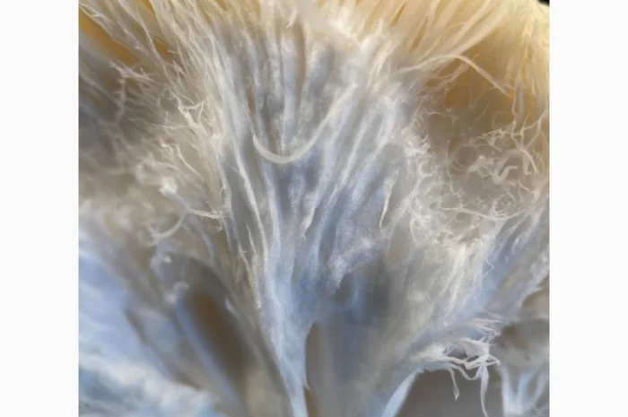 Пропозиція свіжого Їжовика Гребінчастого- фото № 4