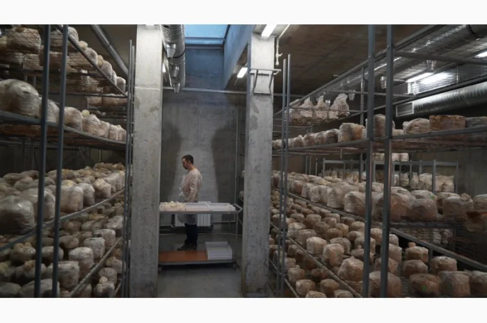 Продаємо Їжовик Гребінчастий, свіжий, від 1 кг, український виробник Savvy Foods- фото № 3