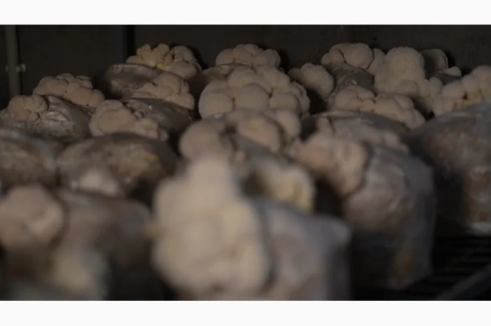 Продаємо Їжовик Гребінчастий, свіжий, від 1 кг, український виробник Savvy Foods- фото № 4