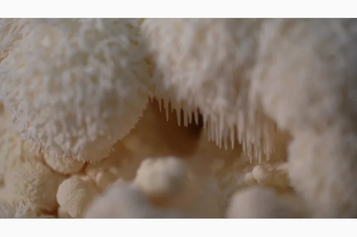 Продаємо Їжовик Гребінчастий, свіжий, від 1 кг, український виробник Savvy Foods- фото № 5