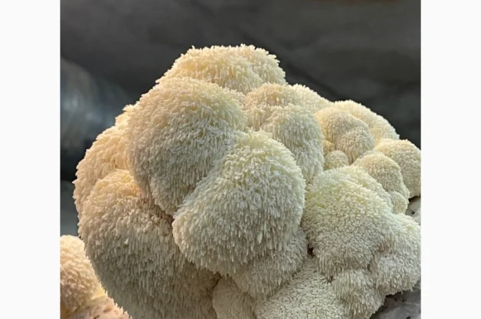 Пропозиція свіжого Їжовика Гребінчастого- фото № 2