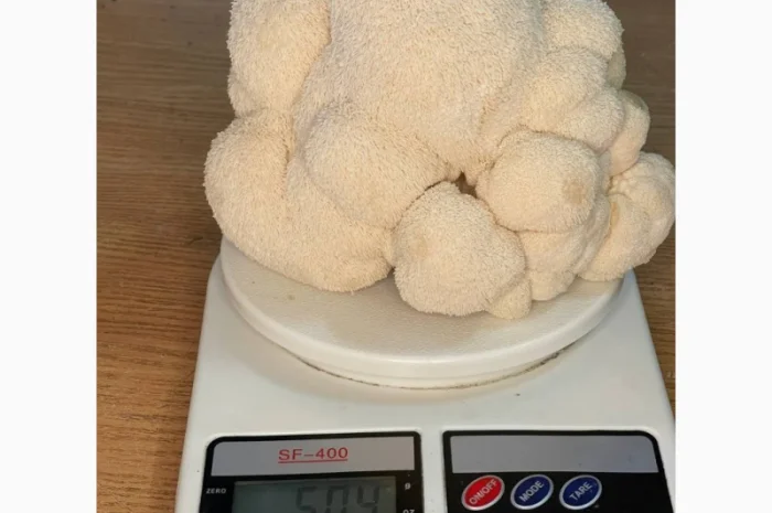 Пропозиція свіжого Їжовика Гребінчастого- фото № 3