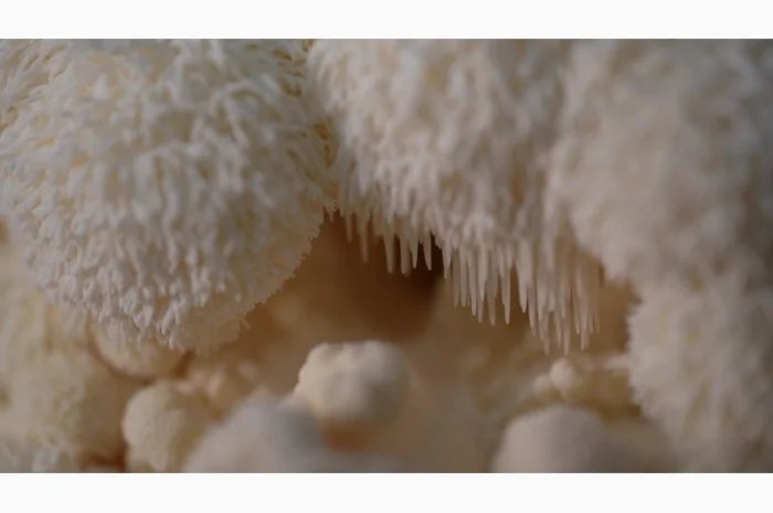 Продаємо Їжовик гребінчастий, сушений, від 100 г, український виробник Savvy Foods- фото № 4