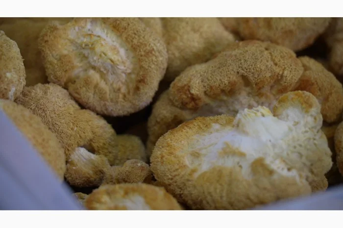 Сушеный Їжовик гребінчастий с гарантией качества- фото № 3