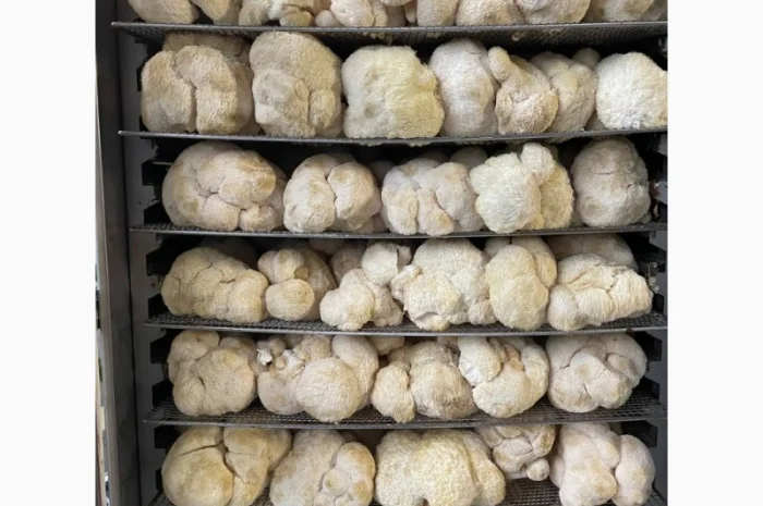 Сушеный Їжовик гребінчастий с гарантией качества- фото № 5