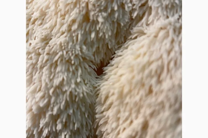 Сушеный Їжовик гребінчастий с гарантией качества- фото № 6