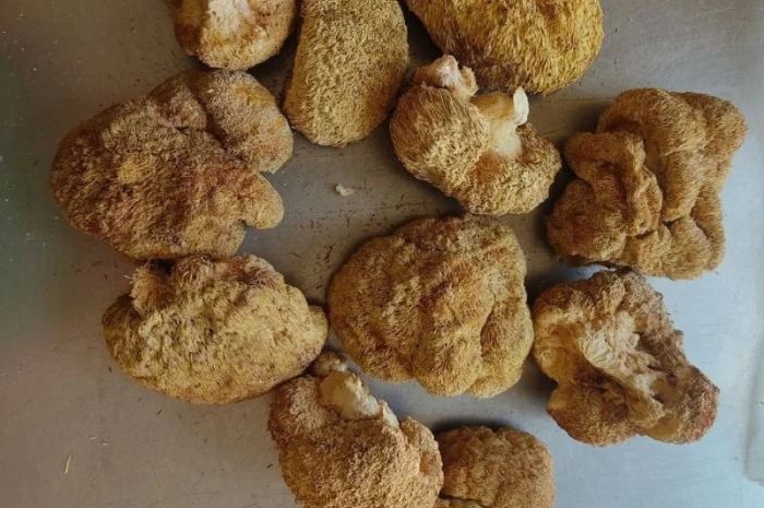 Сушеный Їжовик гребінчастий с гарантией качества- фото № 7