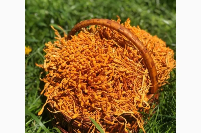 Кордицепс военный - сильный природный тонус- фото № 1