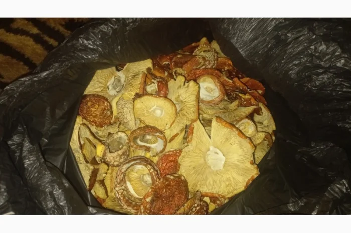 Сушеный мухомор урожай 2024 в Осмолода- фото № 6