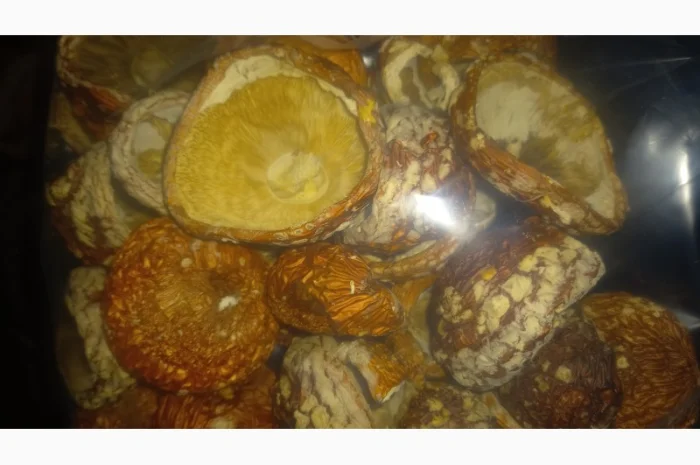 Сушеный мухомор урожай 2024 в Осмолода- фото № 7