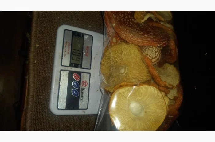 Сушеный мухомор урожай 2024 в Осмолода- фото № 9