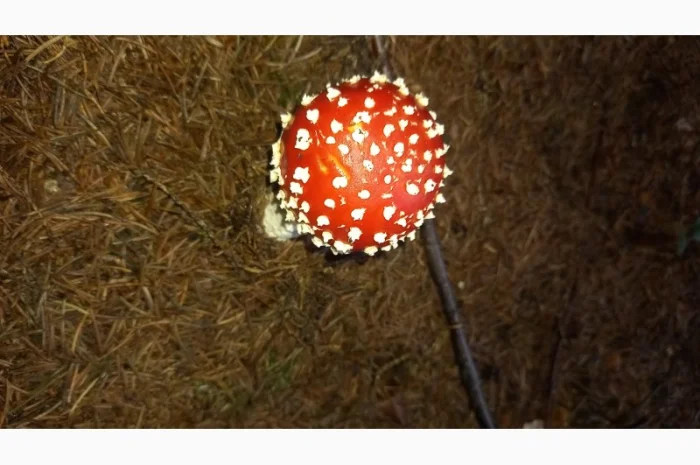 Сушеный мухомор урожай 2024 в Осмолода- фото № 1