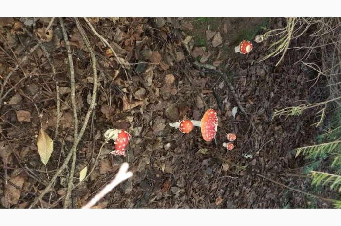 Сушеный мухомор урожай 2024 в Осмолода- фото № 2