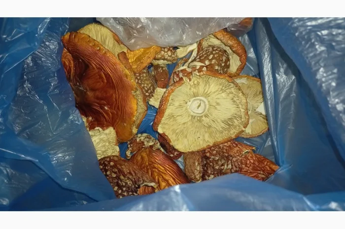 Сушеный мухомор урожай 2024 в Осмолода- фото № 4