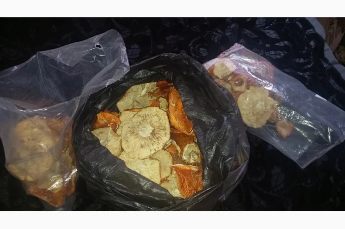 Сушеный мухомор урожай 2024 в Осмолода- фото № 5