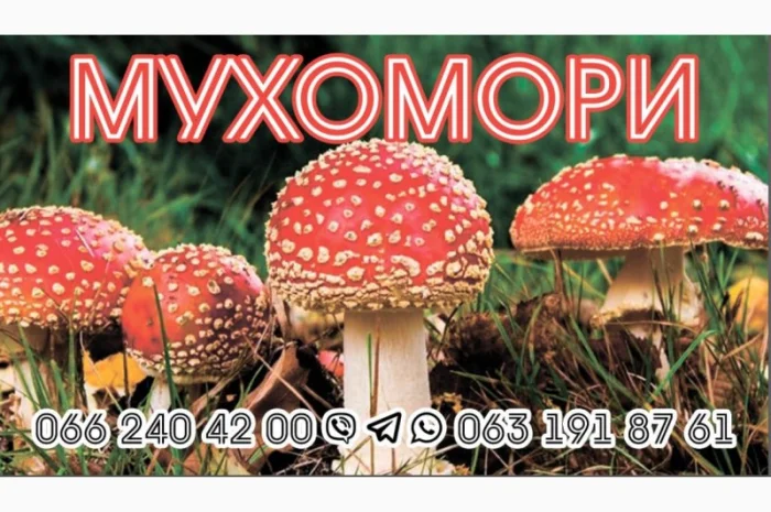 Гріб мухомор сухий шляпкі на продаж- фото № 1