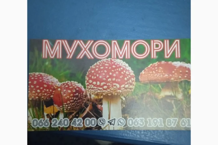 Мухомор пантерний капелюшки для продажи- фото № 2