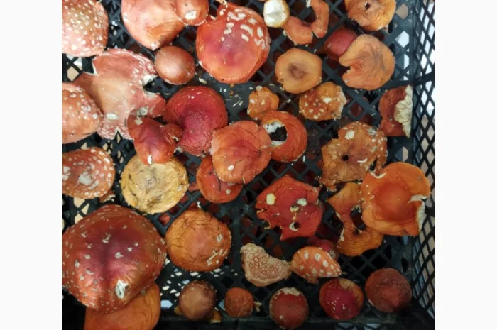 Продаю мухомор червоний і пантерний- фото № 8