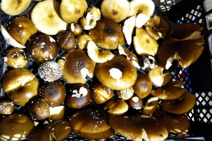 Продаю мухомор червоний і пантерний- фото № 5