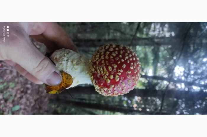 Качественные шапочки червоного мухомора на продажу- фото № 1