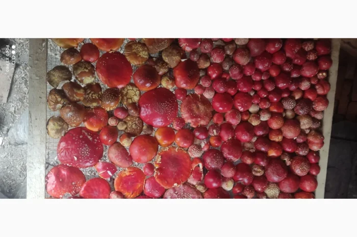 Качественные шапочки червоного мухомора на продажу- фото № 10