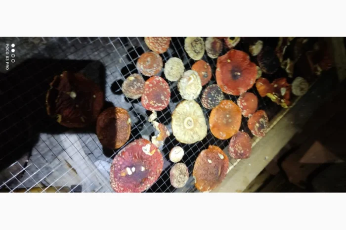 Качественные шапочки червоного мухомора на продажу- фото № 2