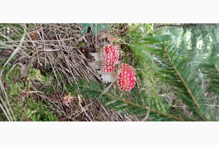 Качественные шапочки червоного мухомора на продажу- фото № 3