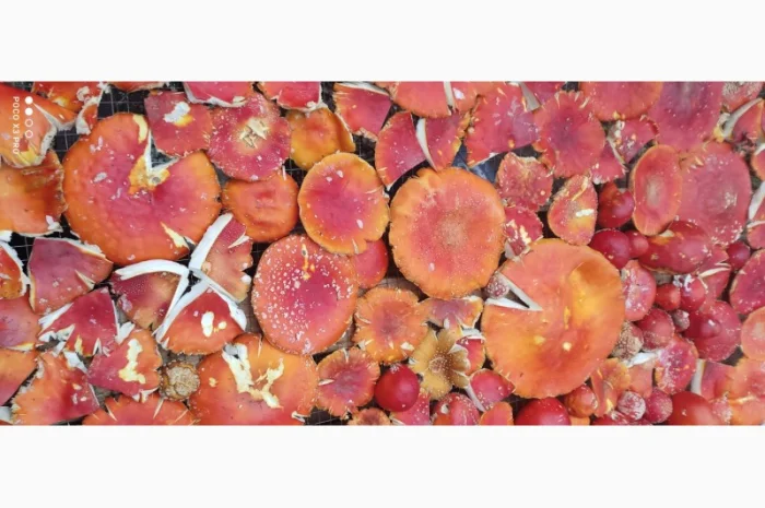 Качественные шапочки червоного мухомора на продажу- фото № 4