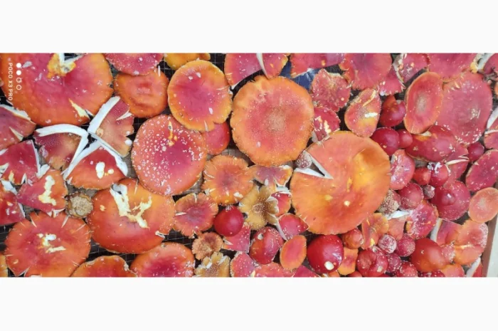 Качественные шапочки червоного мухомора на продажу- фото № 5