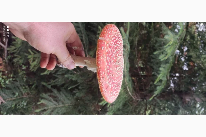 Качественные шапочки червоного мухомора на продажу- фото № 6