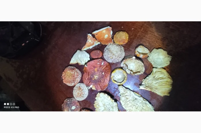 Качественные шапочки червоного мухомора на продажу- фото № 7