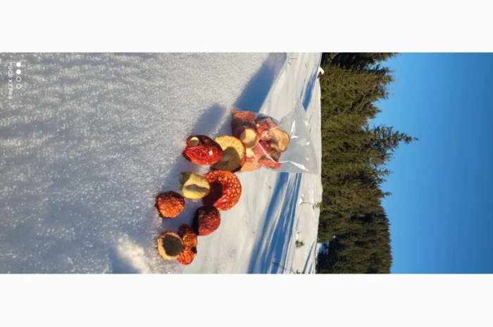 Качественные шапочки червоного мухомора на продажу- фото № 8