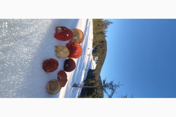 Качественные шапочки червоного мухомора на продажу- фото № 9