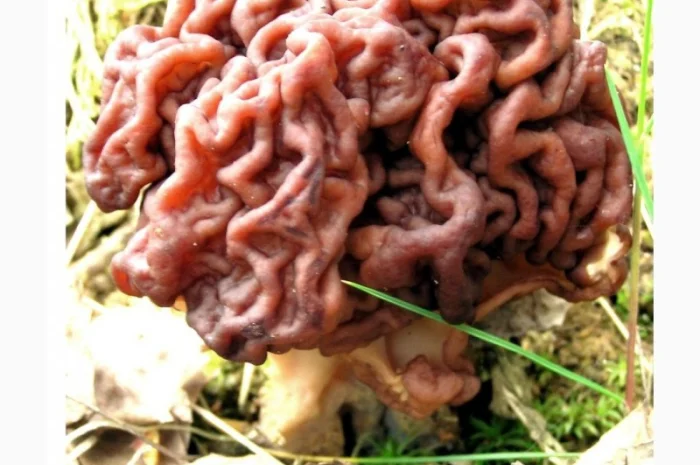 Продажа настоянки строчка- фото № 1